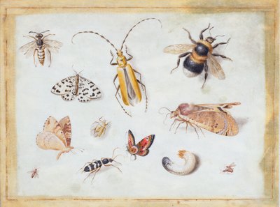 A Study of Butterflies and other Insects by Jan van Kessel the Elder